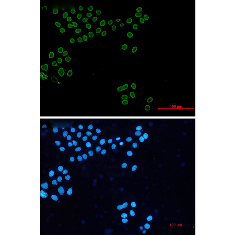 Lamin A/C Rabbit Monoclonal Antibody