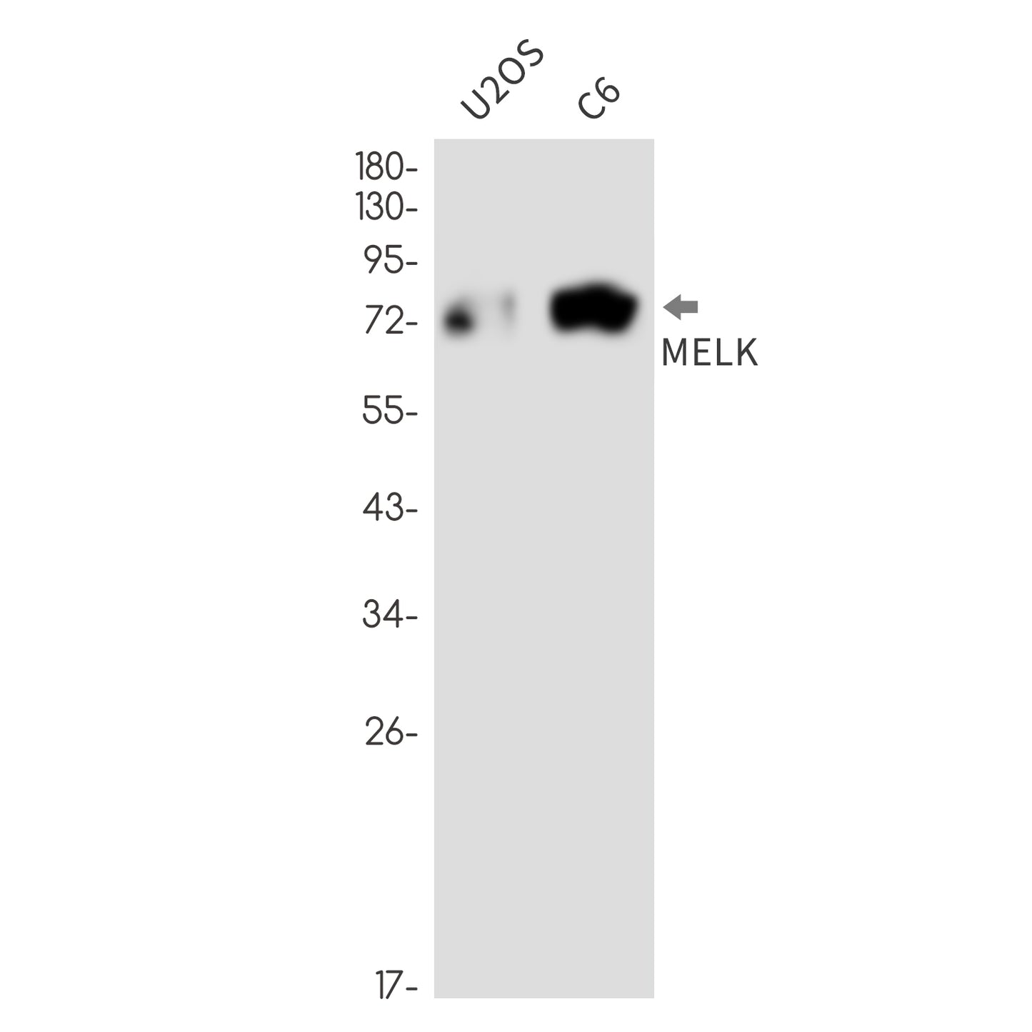 MELK Rabbit Monoclonal Antibody
