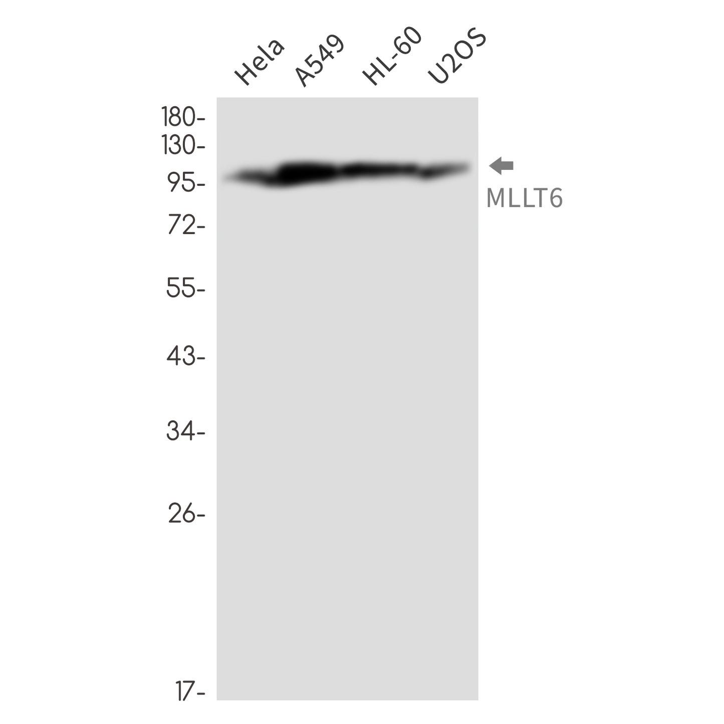 MLLT6 Rabbit Monoclonal Antibody