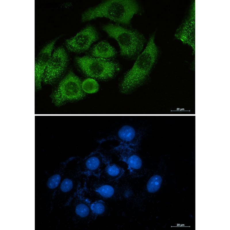 Moesin Rabbit Monoclonal Antibody