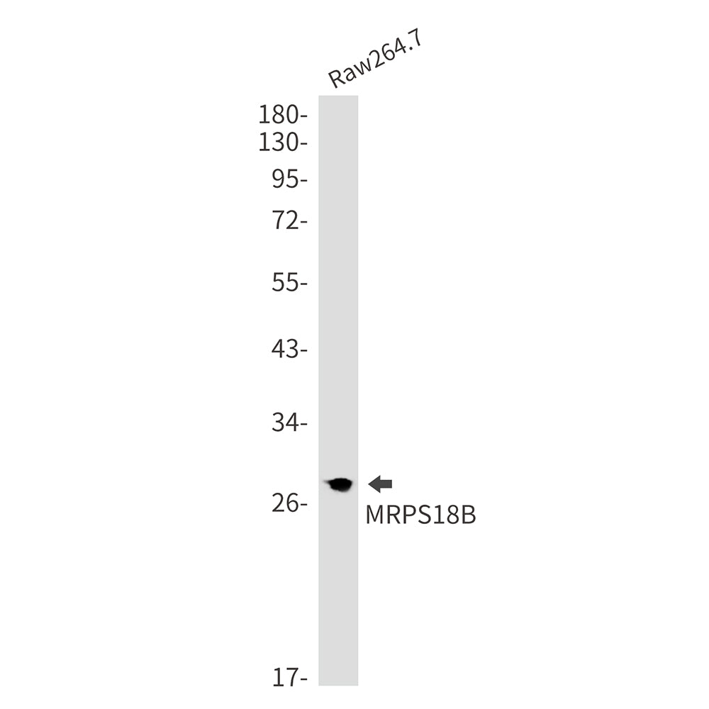 MRPS18B Rabbit Monoclonal Antibody