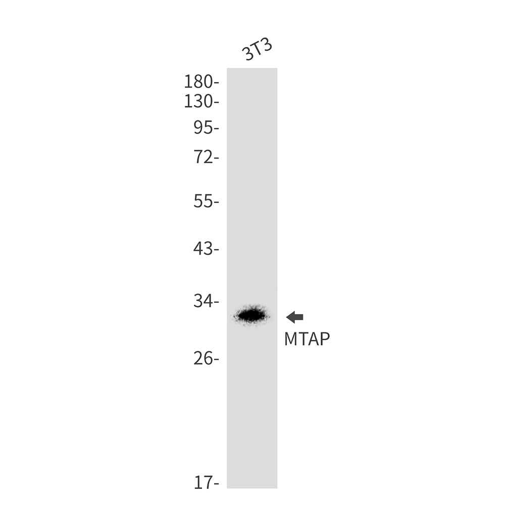 MTAP Rabbit Monoclonal Antibody