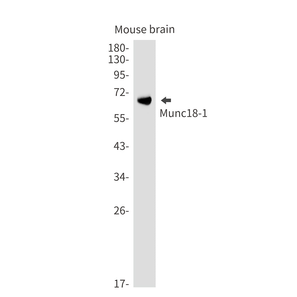 Syntaxin Binding Protein 1 Rabbit Monoclonal Antibody