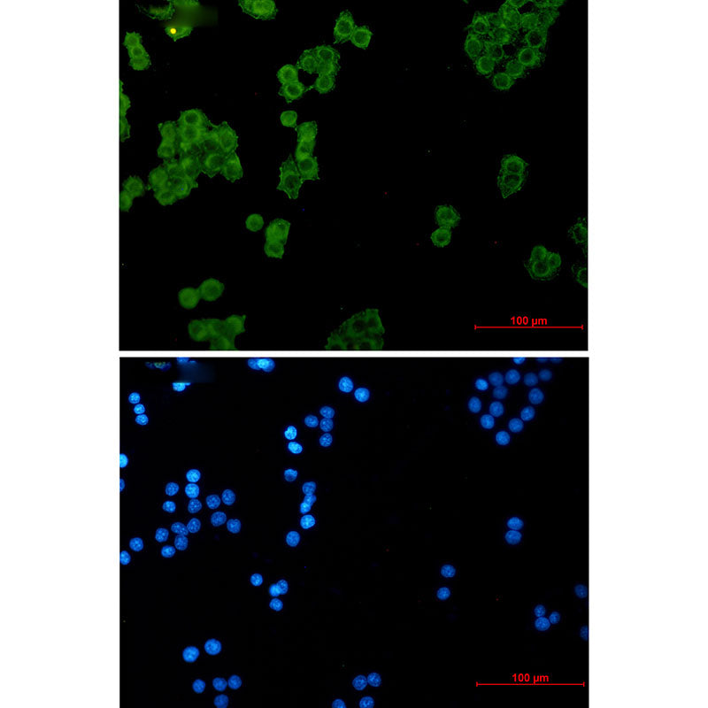 NDUFS1 Rabbit Monoclonal Antibody