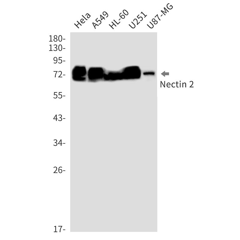 Nectin 2 Rabbit Monoclonal Antibody