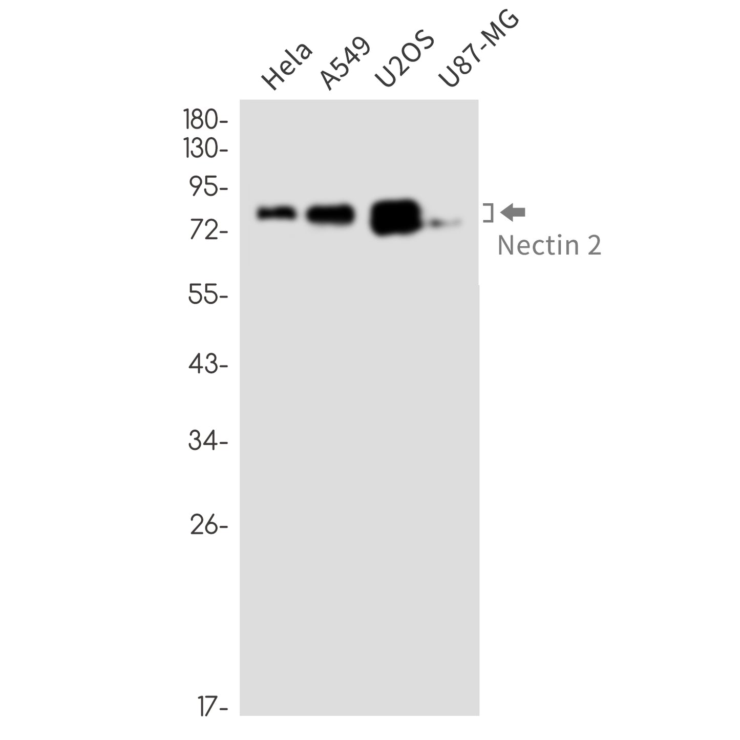 Nectin 2 Rabbit Monoclonal Antibody