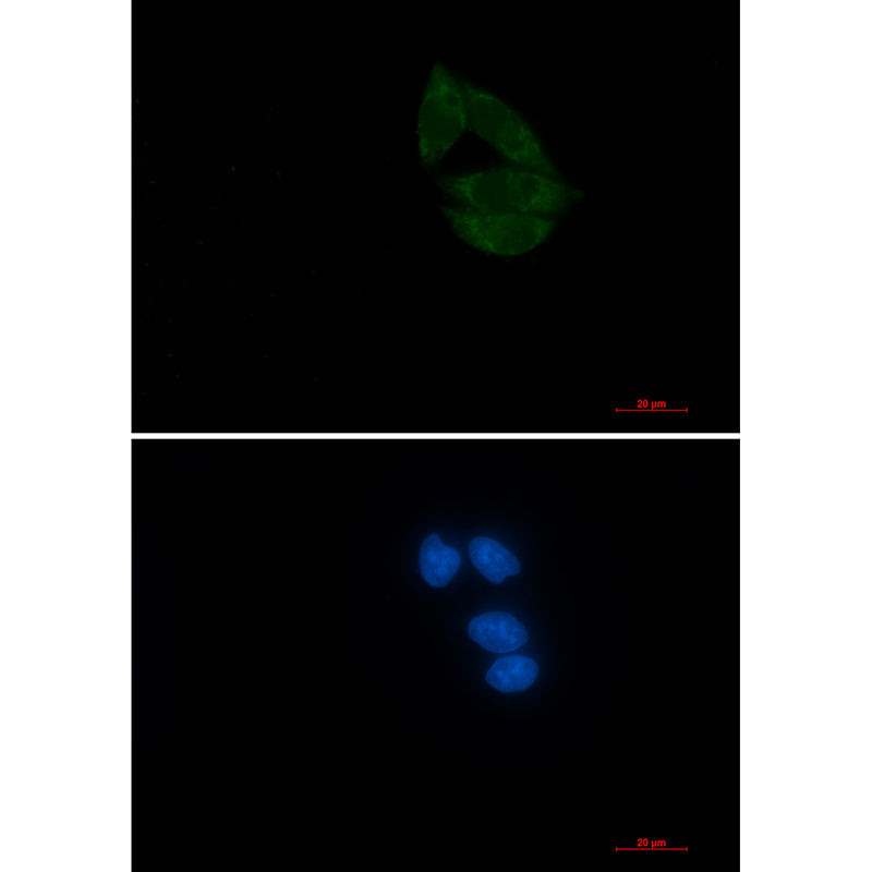 NUP155 Rabbit Monoclonal Antibody