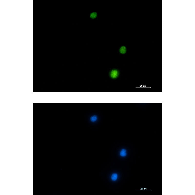 NUP50 Rabbit Monoclonal Antibody