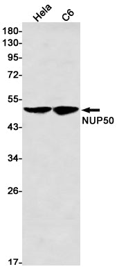 NUP50 Rabbit Monoclonal Antibody
