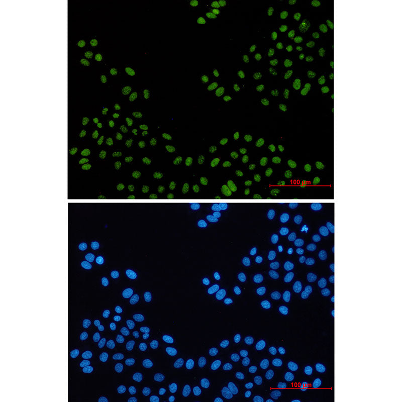 PELP1 Rabbit Monoclonal Antibody