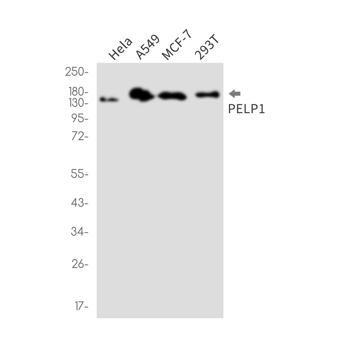 PELP1 Rabbit Monoclonal Antibody