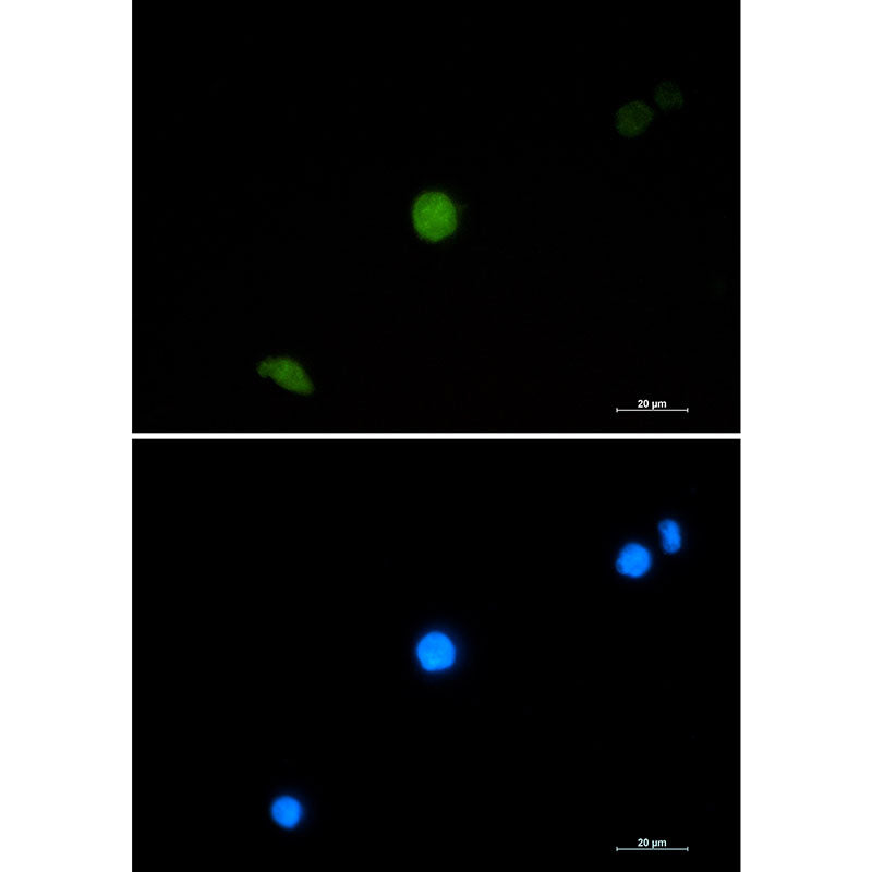 PELP1 Rabbit Monoclonal Antibody