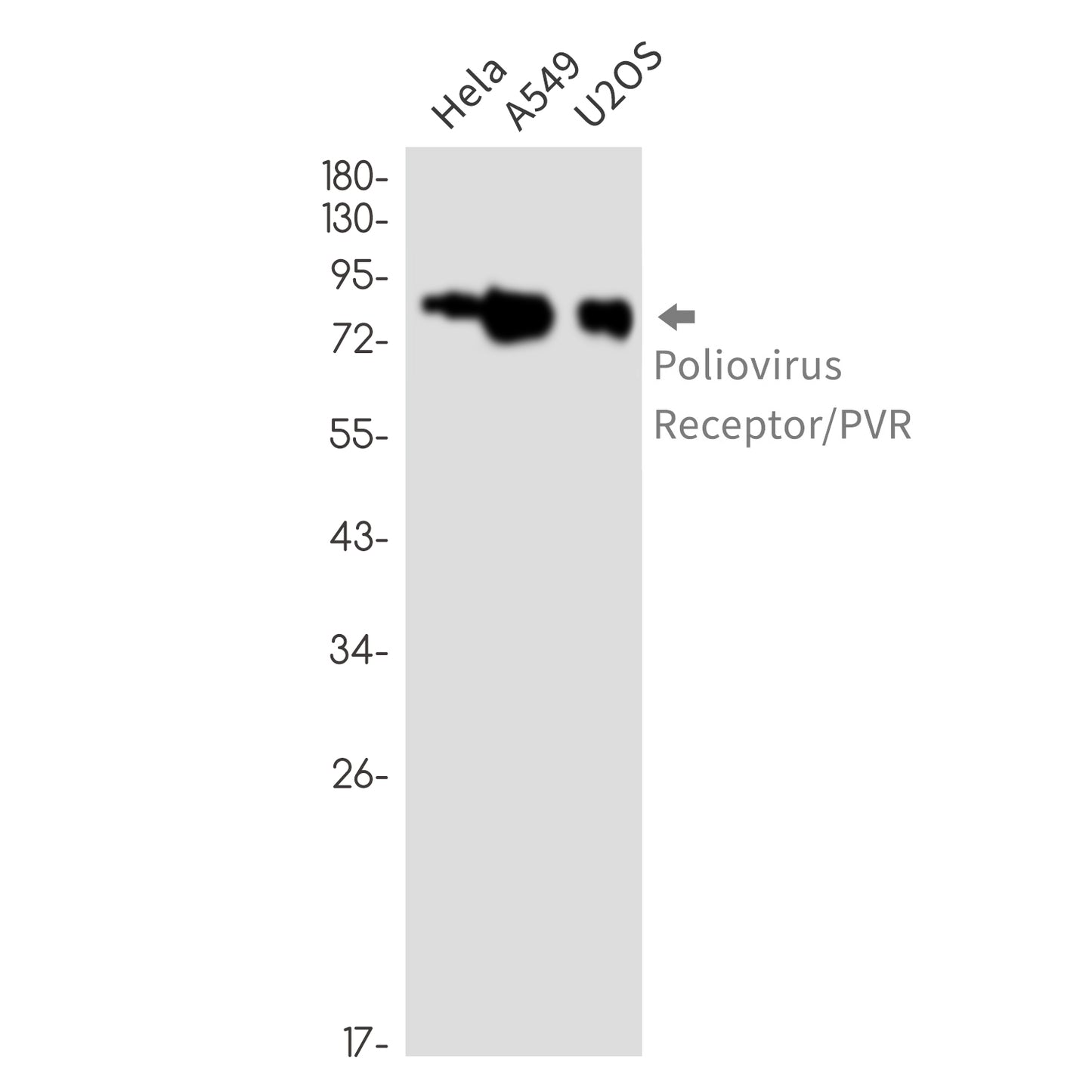 Poliovirus Receptor Rabbit Monoclonal Antibody
