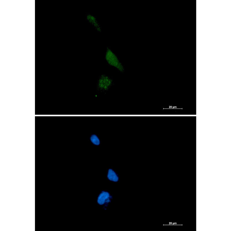 PPCEL Rabbit Monoclonal Antibody