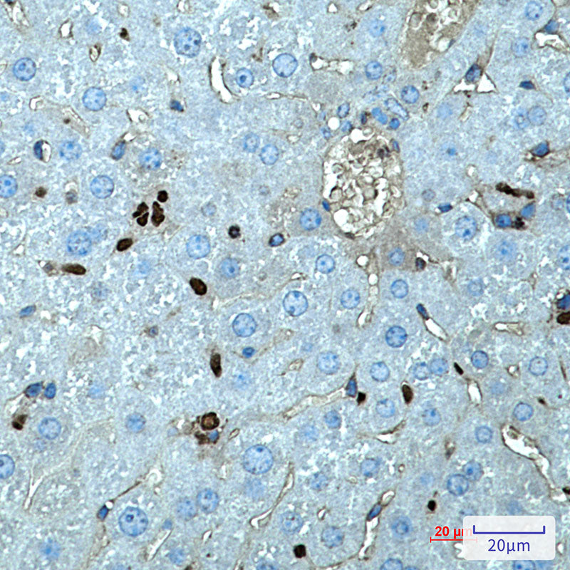 SPI1 Rabbit Monoclonal Antibody