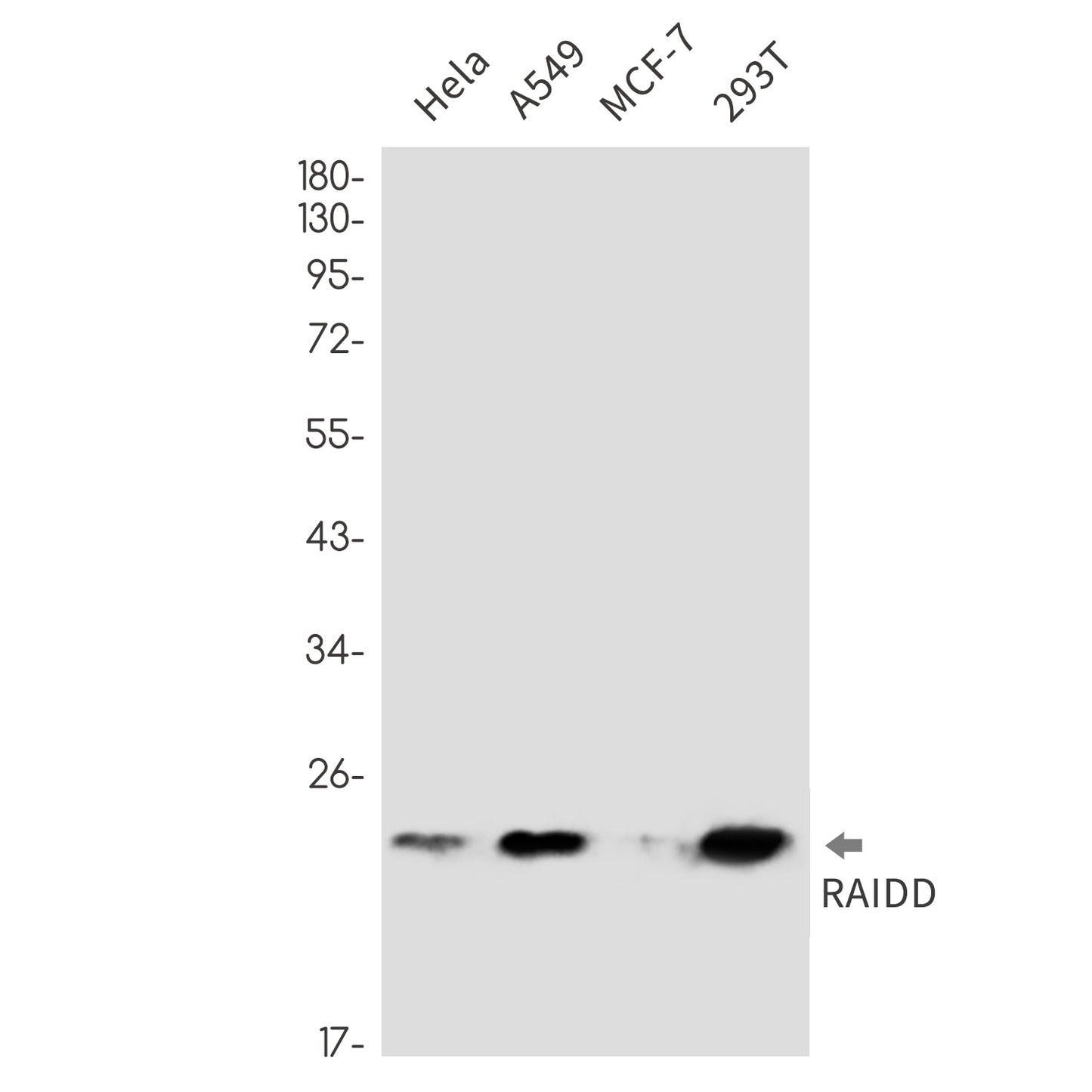 RAIDD Rabbit Monoclonal Antibody