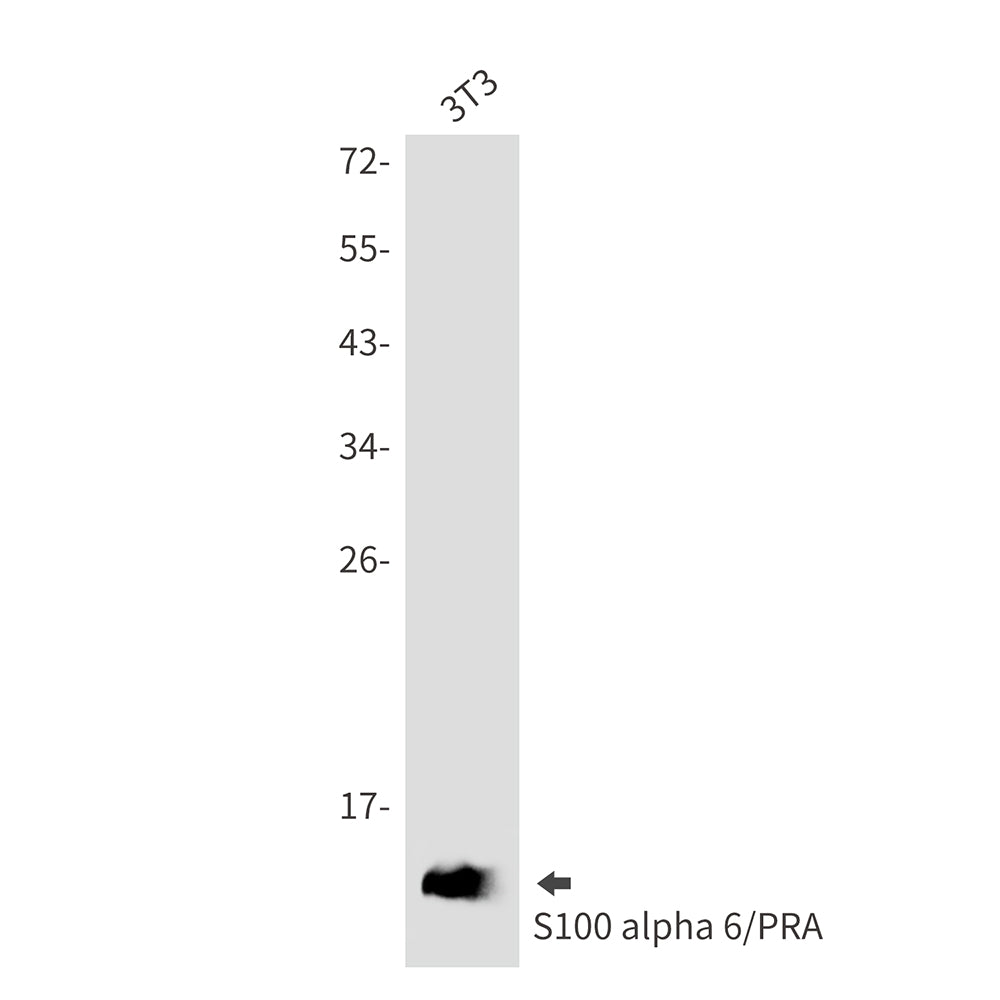 S100 alpha6 Rabbit Monoclonal Antibody