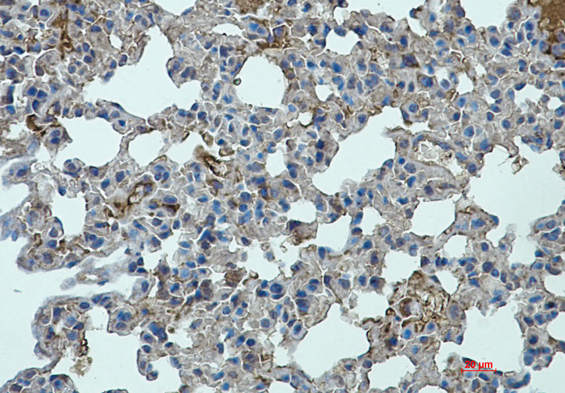 STAT2 Rabbit Monoclonal Antibody