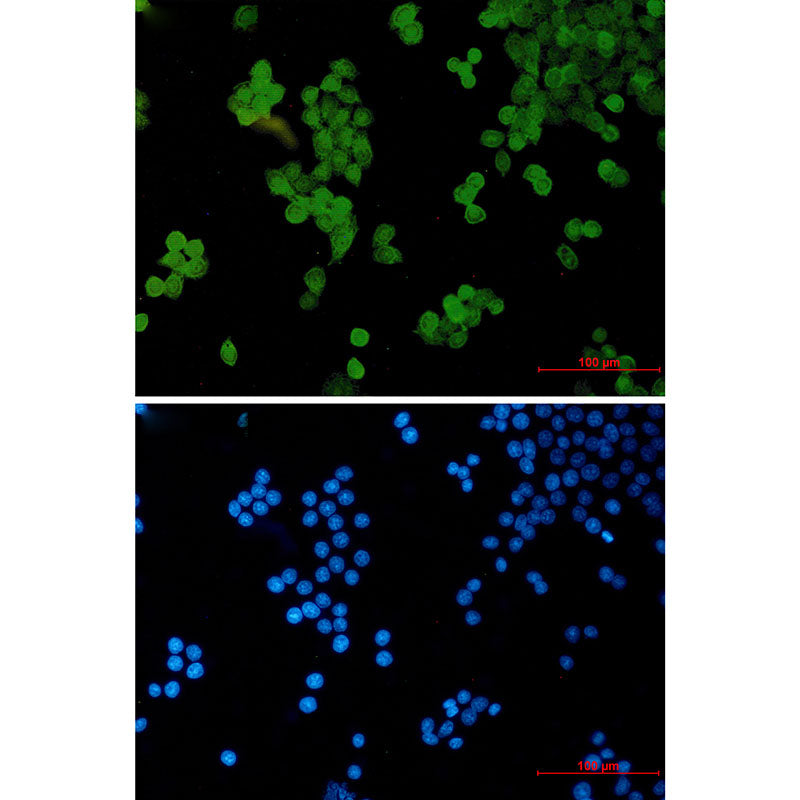STAT5b Rabbit Monoclonal Antibody