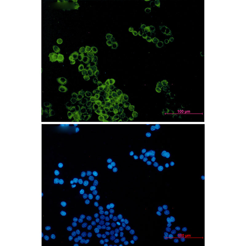 Dynein Light Chain Tctex Type 1 Rabbit Monoclonal Antibody