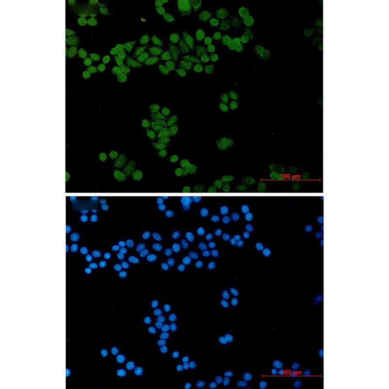 General Transcription Factor II I Rabbit Monoclonal Antibody