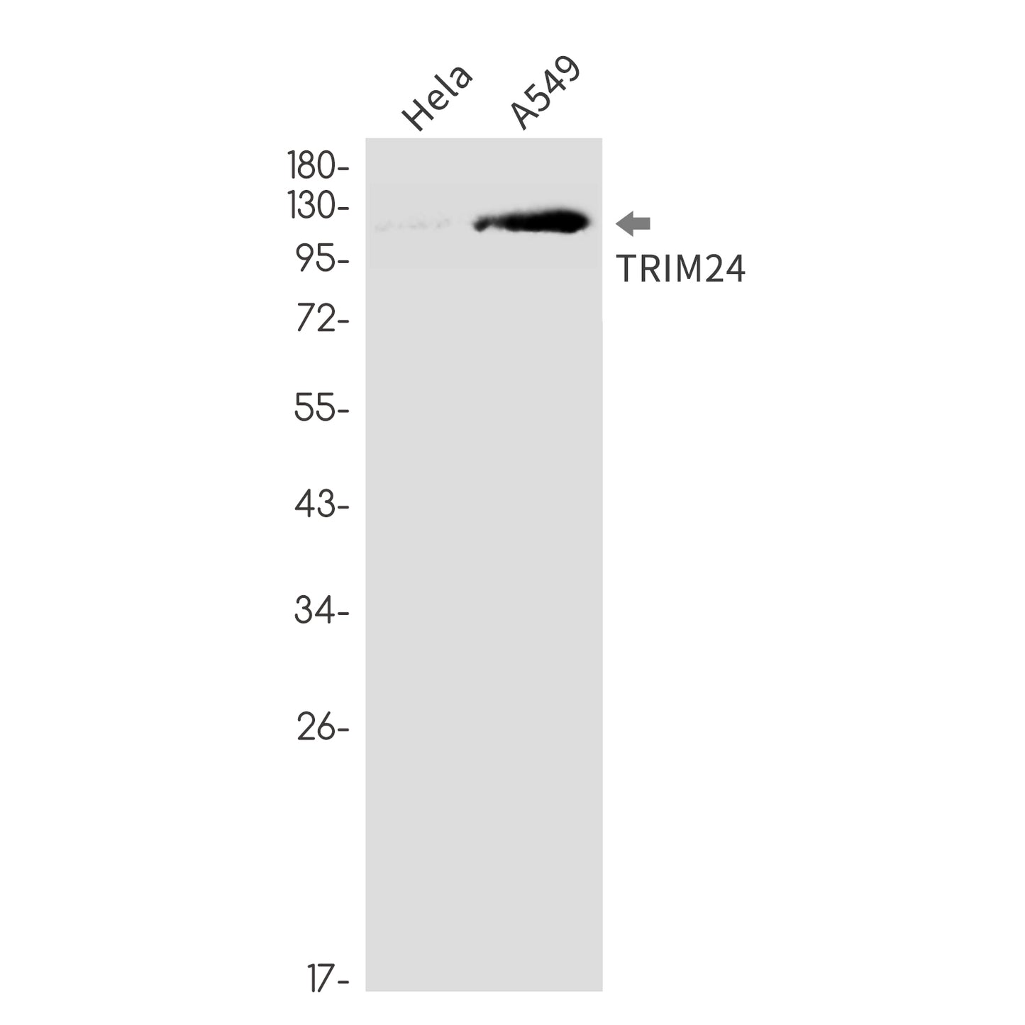 TRIM24 Rabbit Monoclonal Antibody