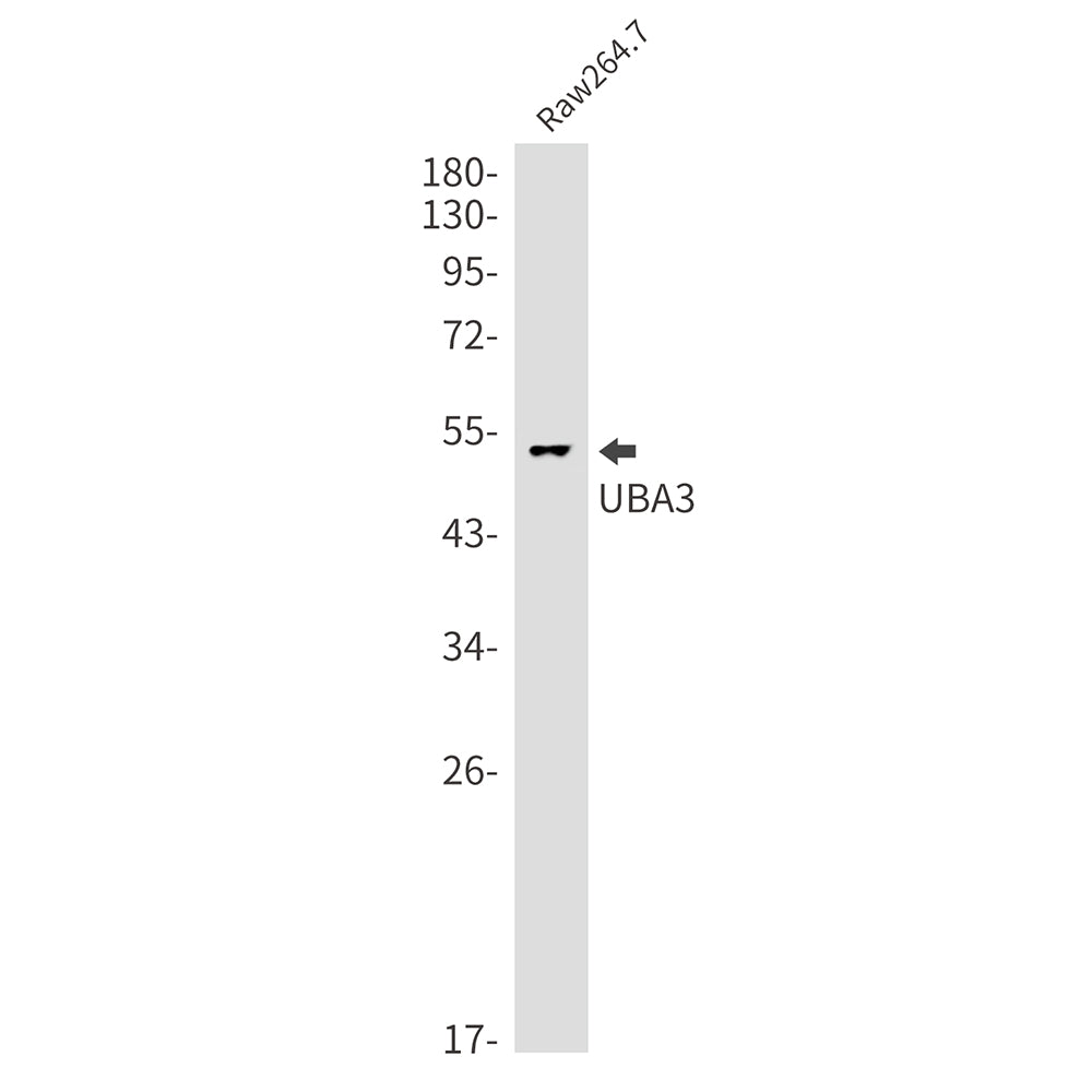 NEDD8 Activating Enzyme E1C Rabbit Monoclonal Antibody