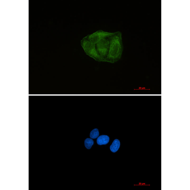Ubiquitin 60S Ribosomal Protein L40 Rabbit Monoclonal Antibody