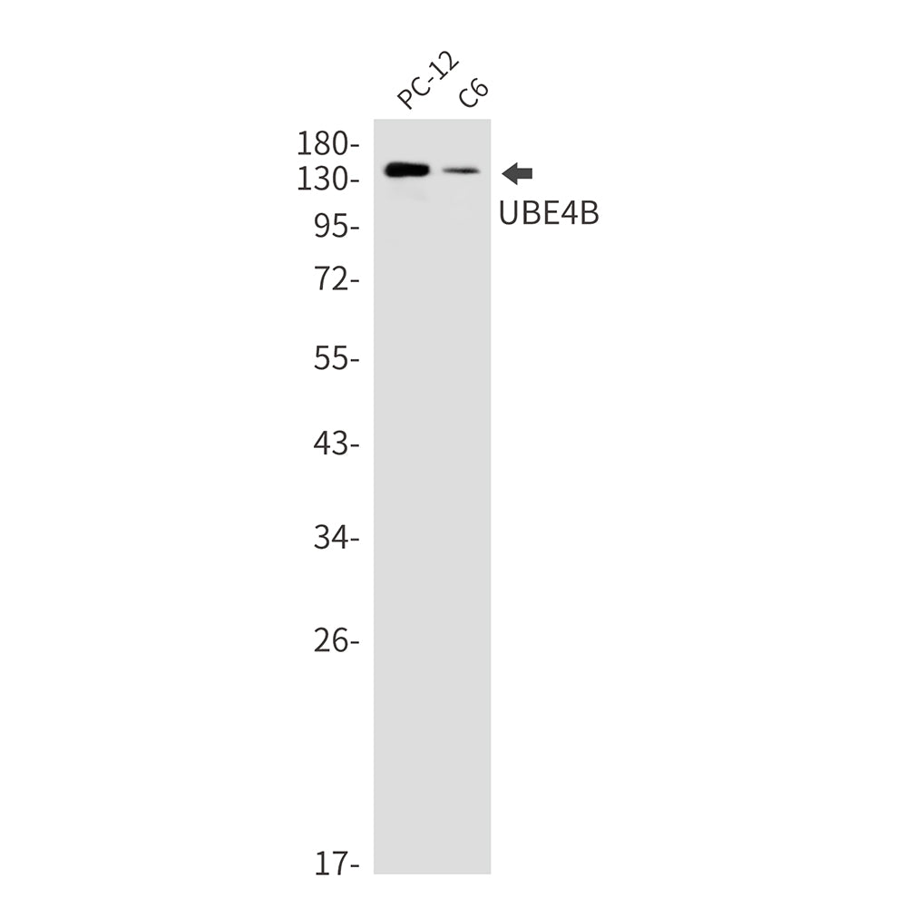 Ubiquitin Conjugation Factor E4 B Rabbit Monoclonal Antibody