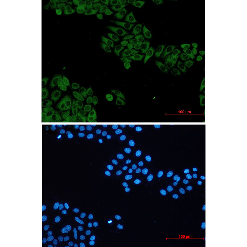 VAV2 Rabbit Monoclonal Antibody