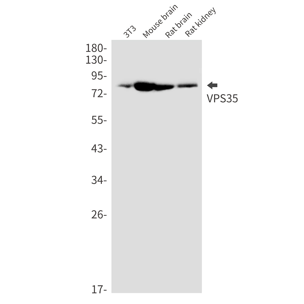 VPS35 Rabbit Monoclonal Antibody