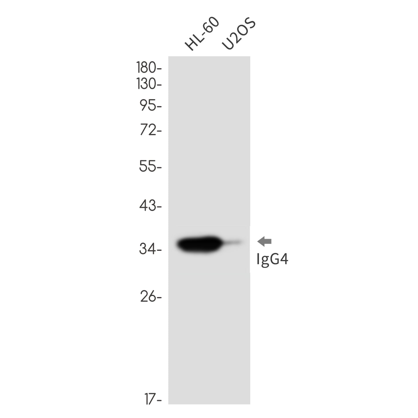 Human IgG4 Rabbit Monoclonal Antibody