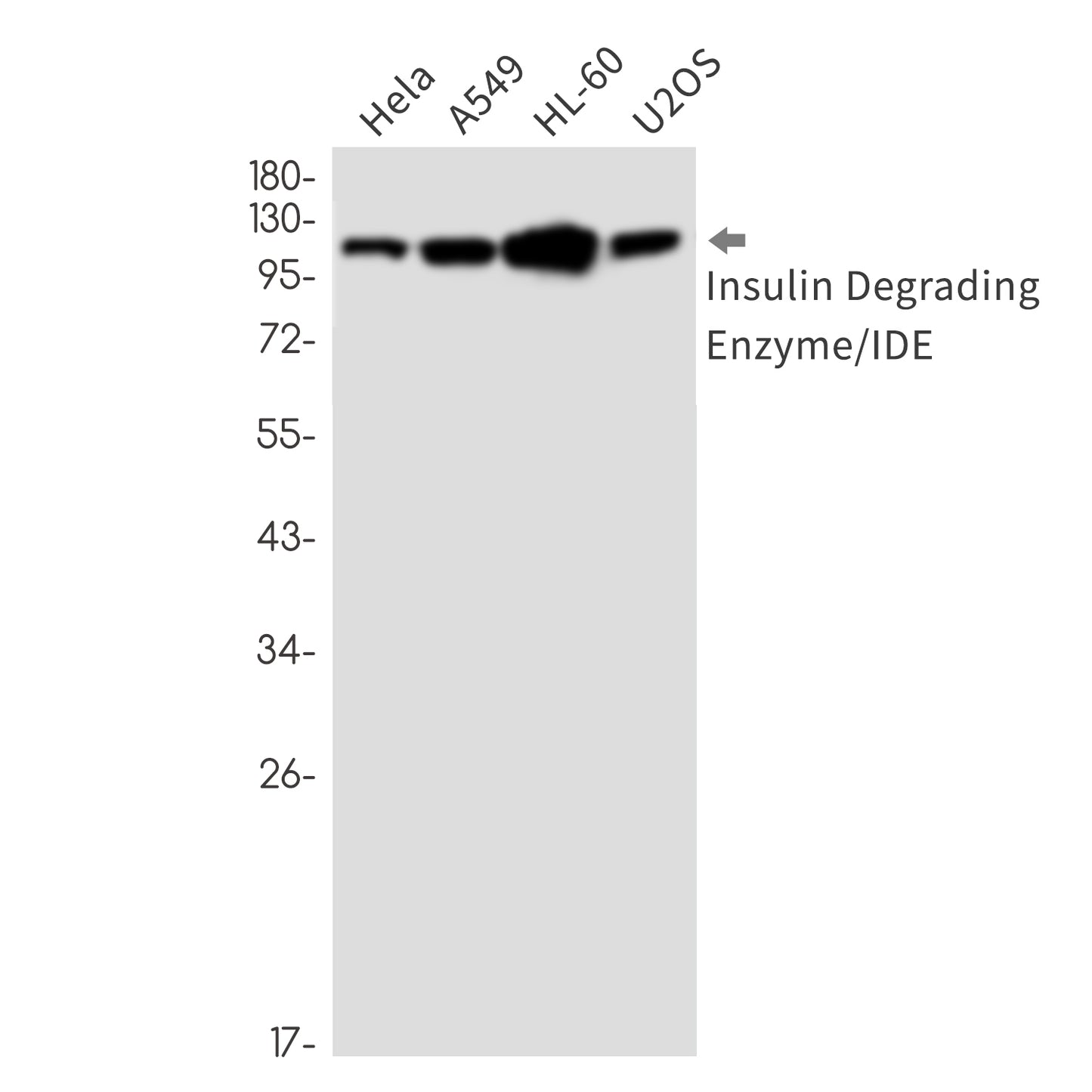 Insulin Degrading Enzyme Rabbit Monoclonal Antibody