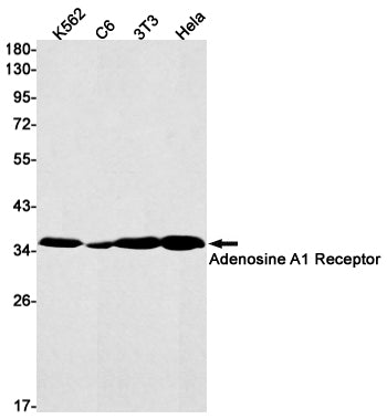 Adenosine A1 Receptor Rabbit Monoclonal Antibody