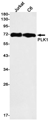 PLK1 Rabbit Monoclonal Antibody