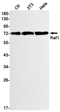 Raf1 Rabbit Monoclonal Antibody