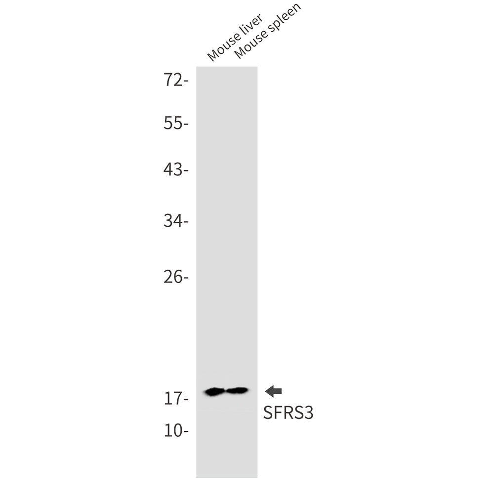 SRSF3 Rabbit Monoclonal Antibody