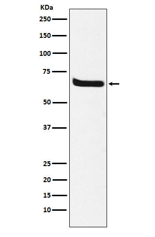 Klotho Rabbit Monoclonal Antibody