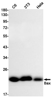 Bax Rabbit Monoclonal Antibody