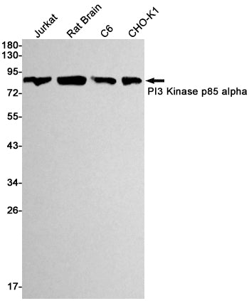 PI3 Kinase p85 alpha Rabbit Monoclonal Antibody