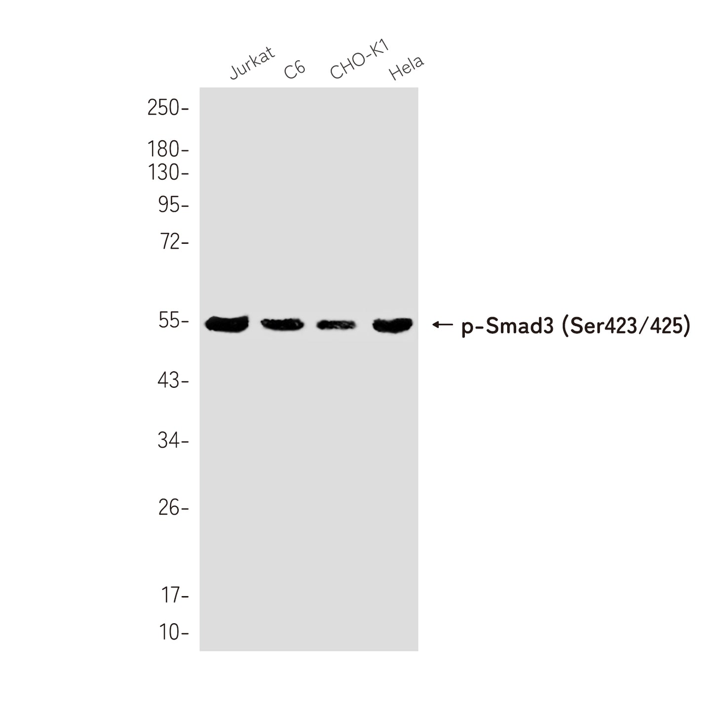 Phospho-Smad3 (Ser423/425) Rabbit Monoclonal Antibody