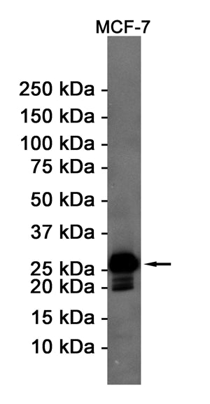Bcl2 Rabbit Monoclonal Antibody