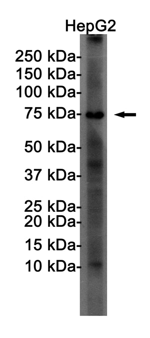 FOXO1 Rabbit Monoclonal Antibody