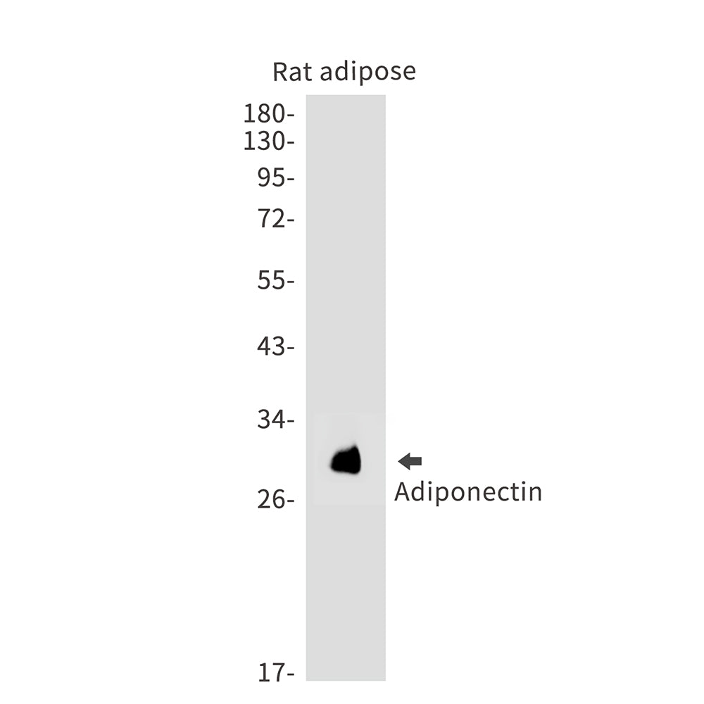 Adiponectin Rabbit Monoclonal Antibody