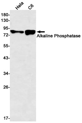 Alkaline Phosphatase Rabbit Monoclonal Antibody