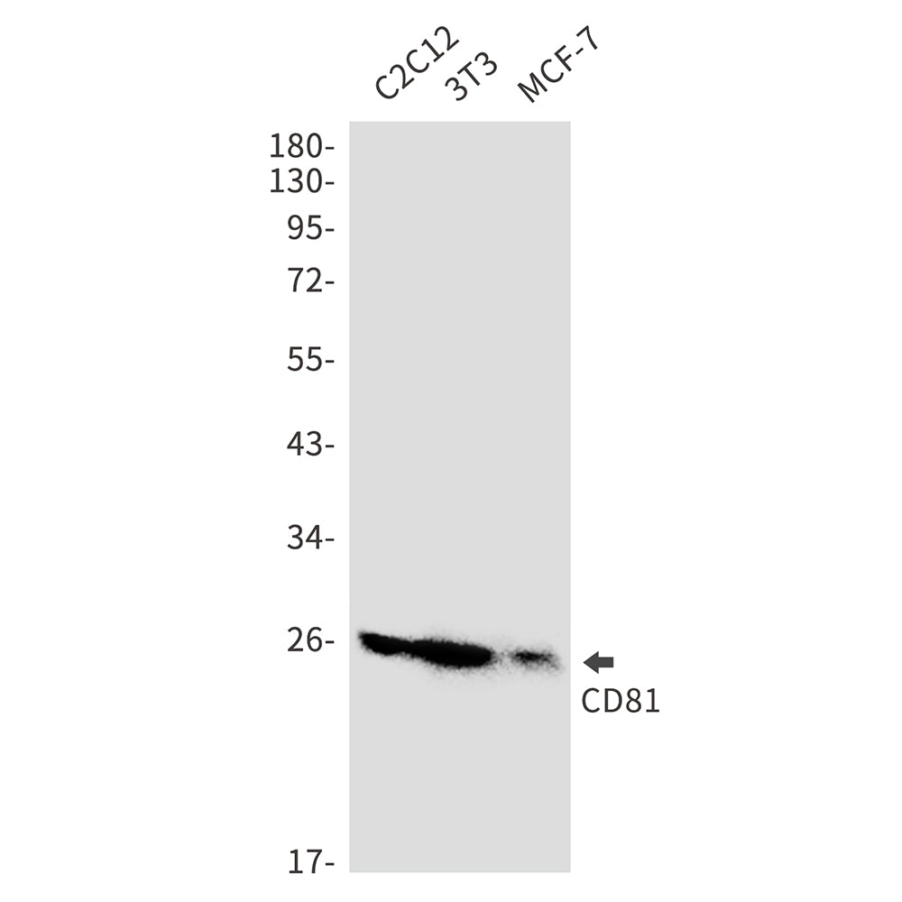 CD81 Rabbit Monoclonal Antibody