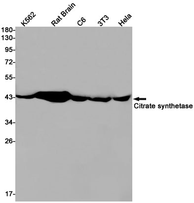 Citrate Synthetase Rabbit Monoclonal Antibody