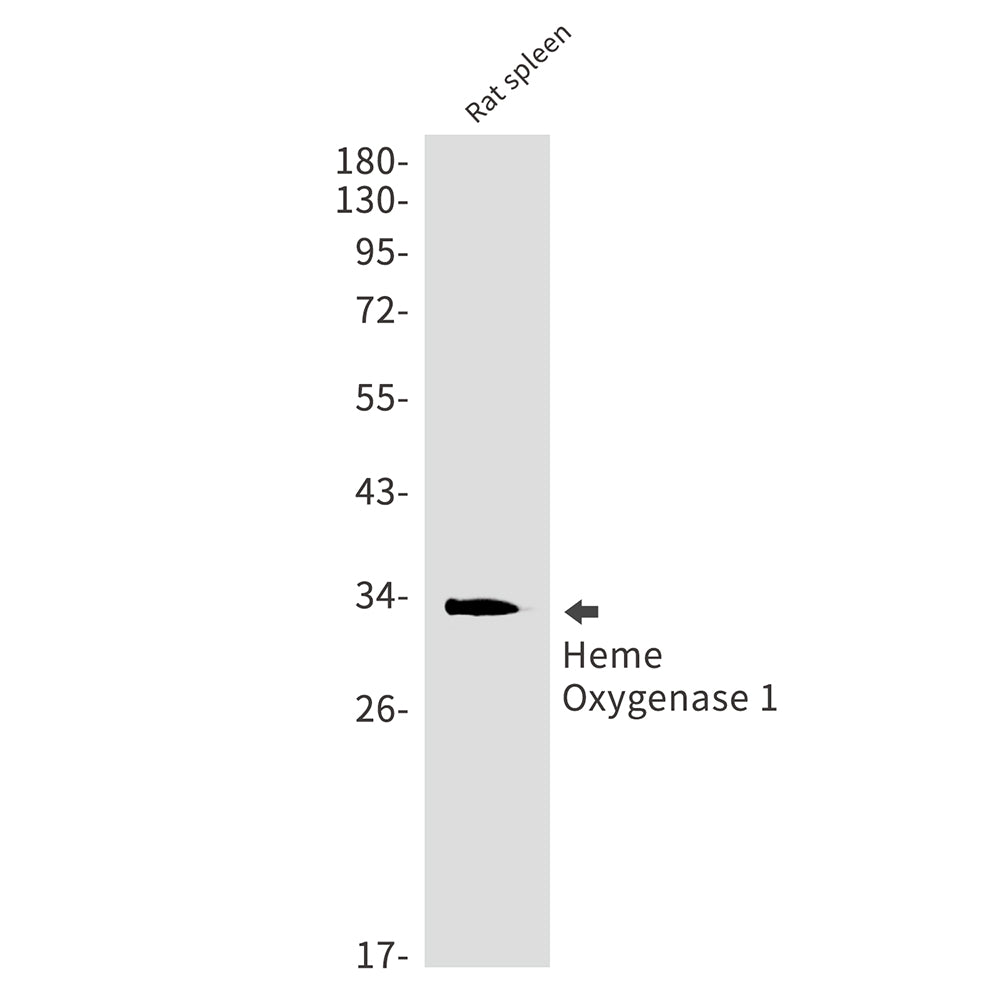 Heme Oxygenase 1 Rabbit Monoclonal Antibody