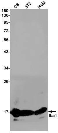 Iba1 Rabbit Monoclonal Antibody