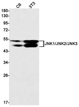 JNK Rabbit Monoclonal Antibody